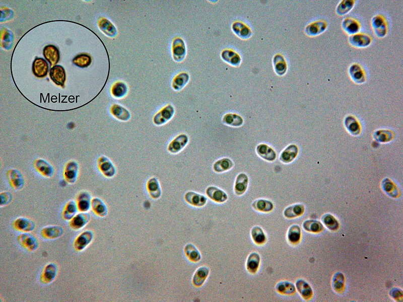 Aiuta con un corticale hydnoide